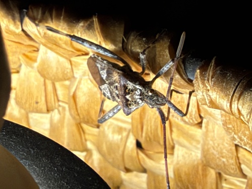 Western Conifer Seed Bug