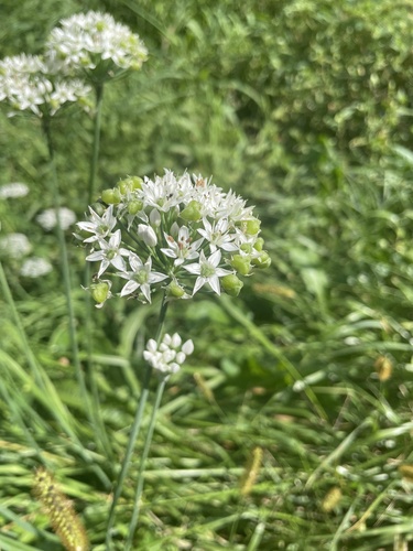 Garlic Chives