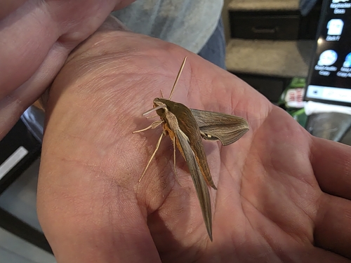 Tersa Sphinx