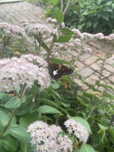 Silver-spotted Skipper