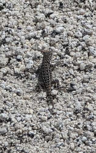 iNaturalist observation photo of Sceloporine Lizards