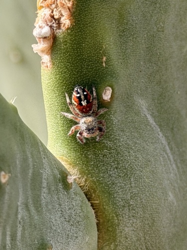 Johnson's Jumping Spider