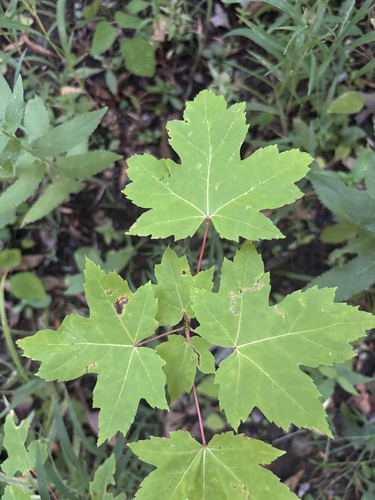 Freeman's Maple