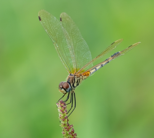Dancing Dropwing