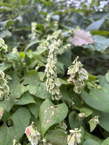 climbing false buckwheat