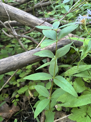 whorled loosestrife