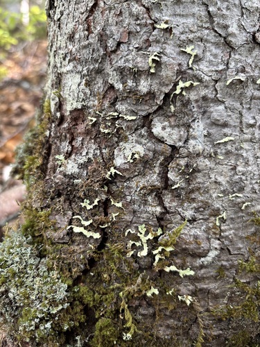 Yellow Ribbon Lichen