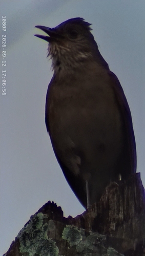 Pale-breasted Thrush