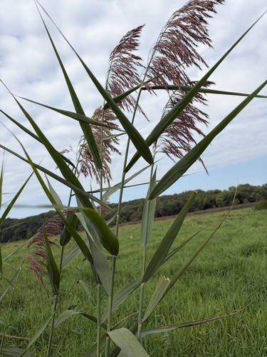 common reed