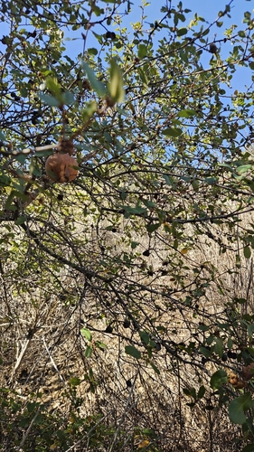 iNaturalist observation photo of Golden Oak Apple Gall Wasp