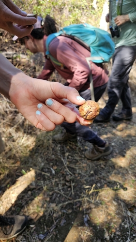 iNaturalist observation photo of Live Oak Apple Gall Wasp