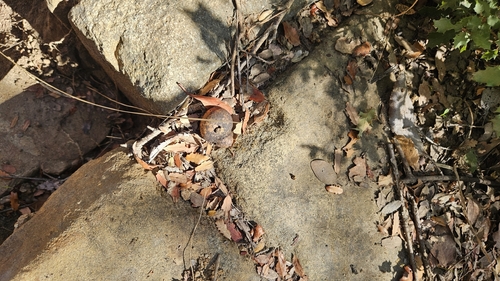 iNaturalist observation photo of Live Oak Apple Gall Wasp