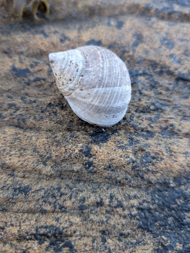 Common Periwinkle