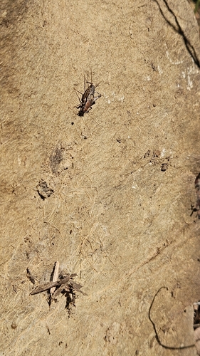 iNaturalist observation photo of Hoplosphyrum