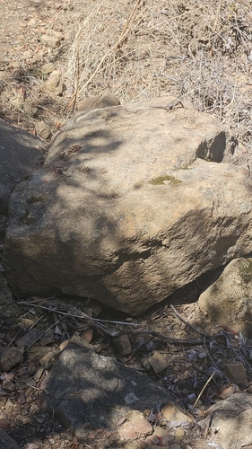 iNaturalist observation photo of Sceloporine Lizards