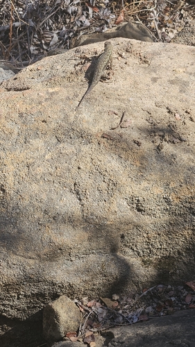 iNaturalist observation photo of Sceloporine Lizards