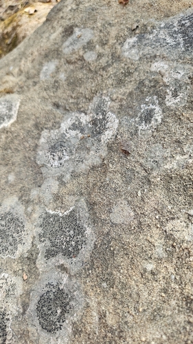 iNaturalist observation photo of Rock Disk Lichen