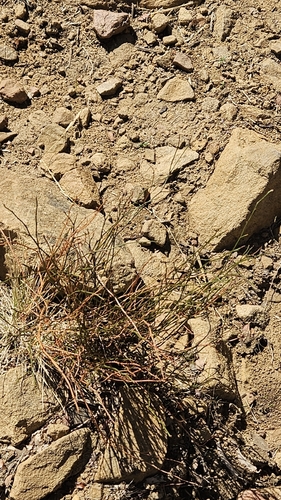 iNaturalist observation photo of grasses, sedges, cattails, and allies
