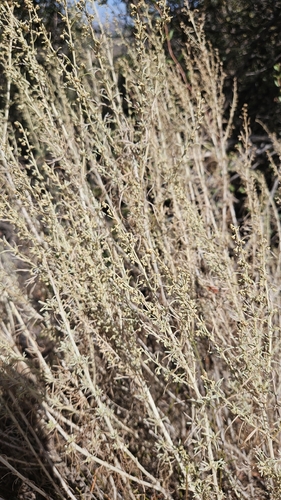 iNaturalist observation photo of California sagebrush