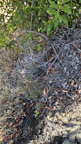 iNaturalist observation photo of Toyon