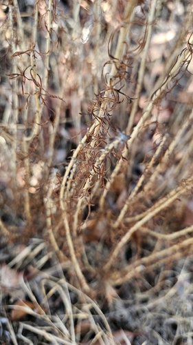 iNaturalist observation photo of Golden Yarrow