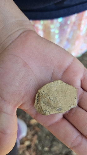 iNaturalist observation photo of rock