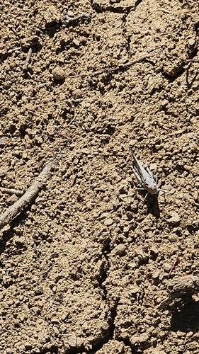 iNaturalist observation photo of Short-horned Grasshoppers