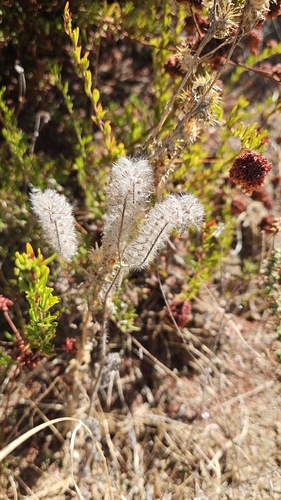 iNaturalist observation photo of caterpillar scorpionweed