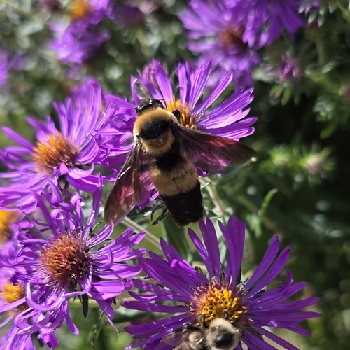 Southern Plains Bumble Bee