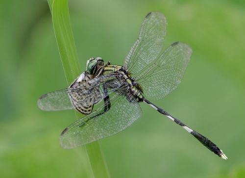 Slender Skimmer
