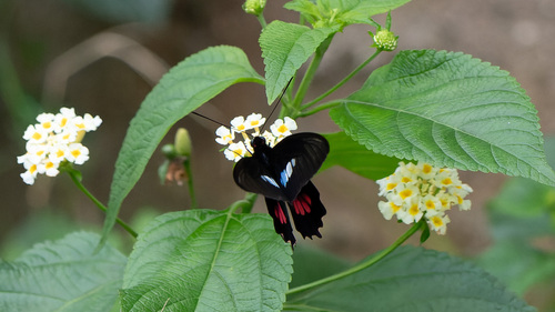 Parides zacynthus