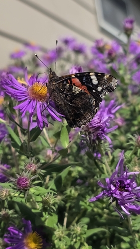 Red Admiral