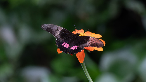 Ruby-spotted Swallowtail