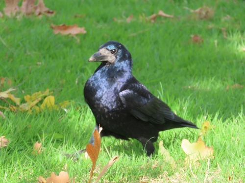 Rook