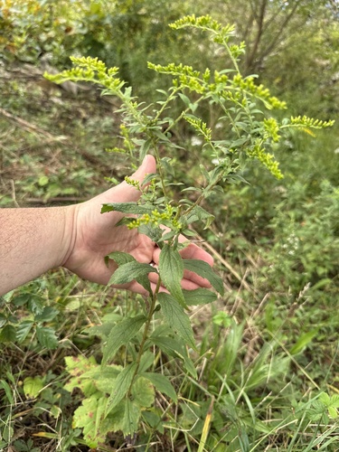 common wrinkle-leaved goldenrod