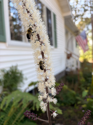 Common Eastern Bumble Bee