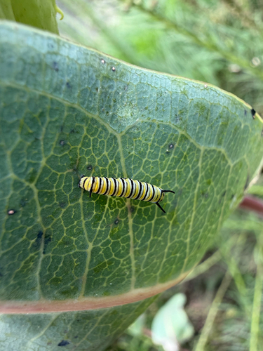 Monarch