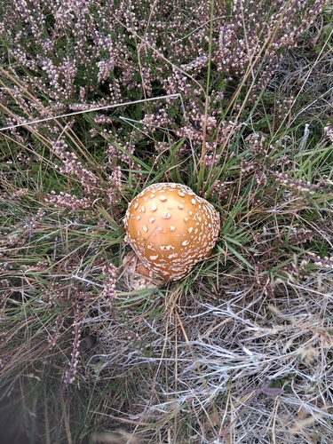 Royal fly agaric