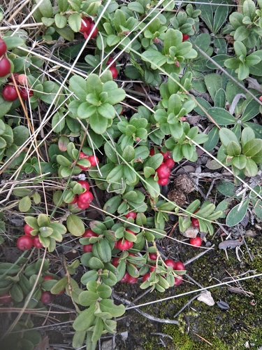 Lingonberry