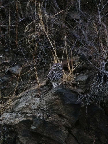 Little Owl