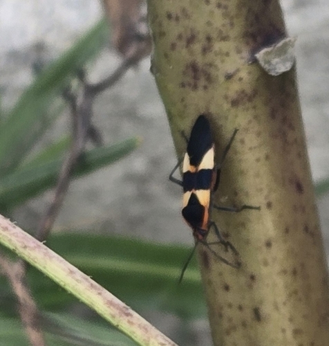 Large Milkweed Bug