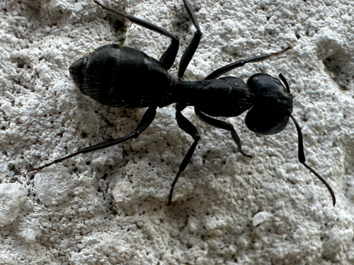 Hairy Carpenter Ant