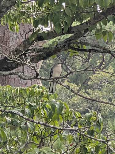 Northern Mockingbird