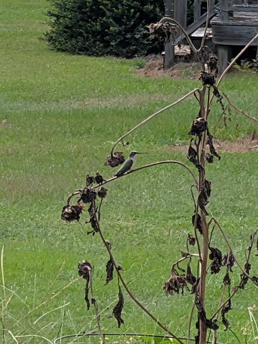 Ruby-throated Hummingbird