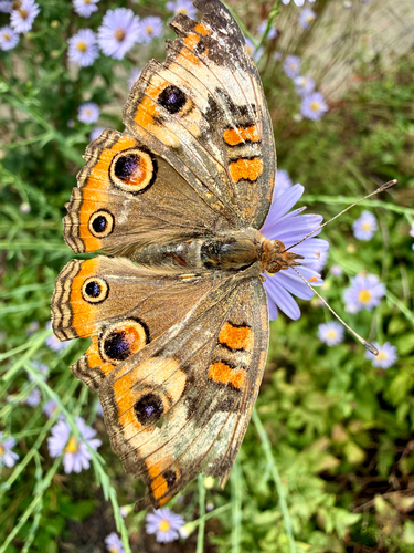 Common Buckeye