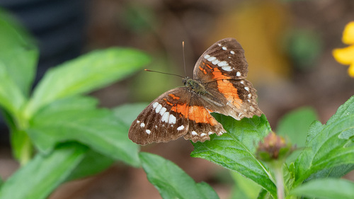 Red Peacock