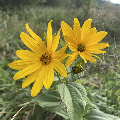 Jerusalem artichoke