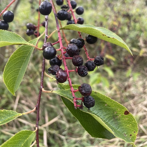 black cherry