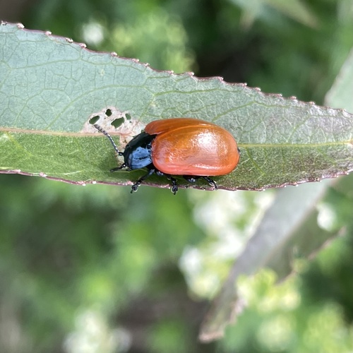 Poplar Leaf Beetle
