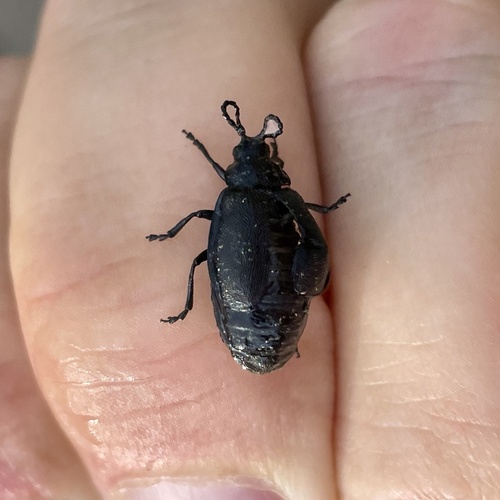 black-punctured leaf beetle